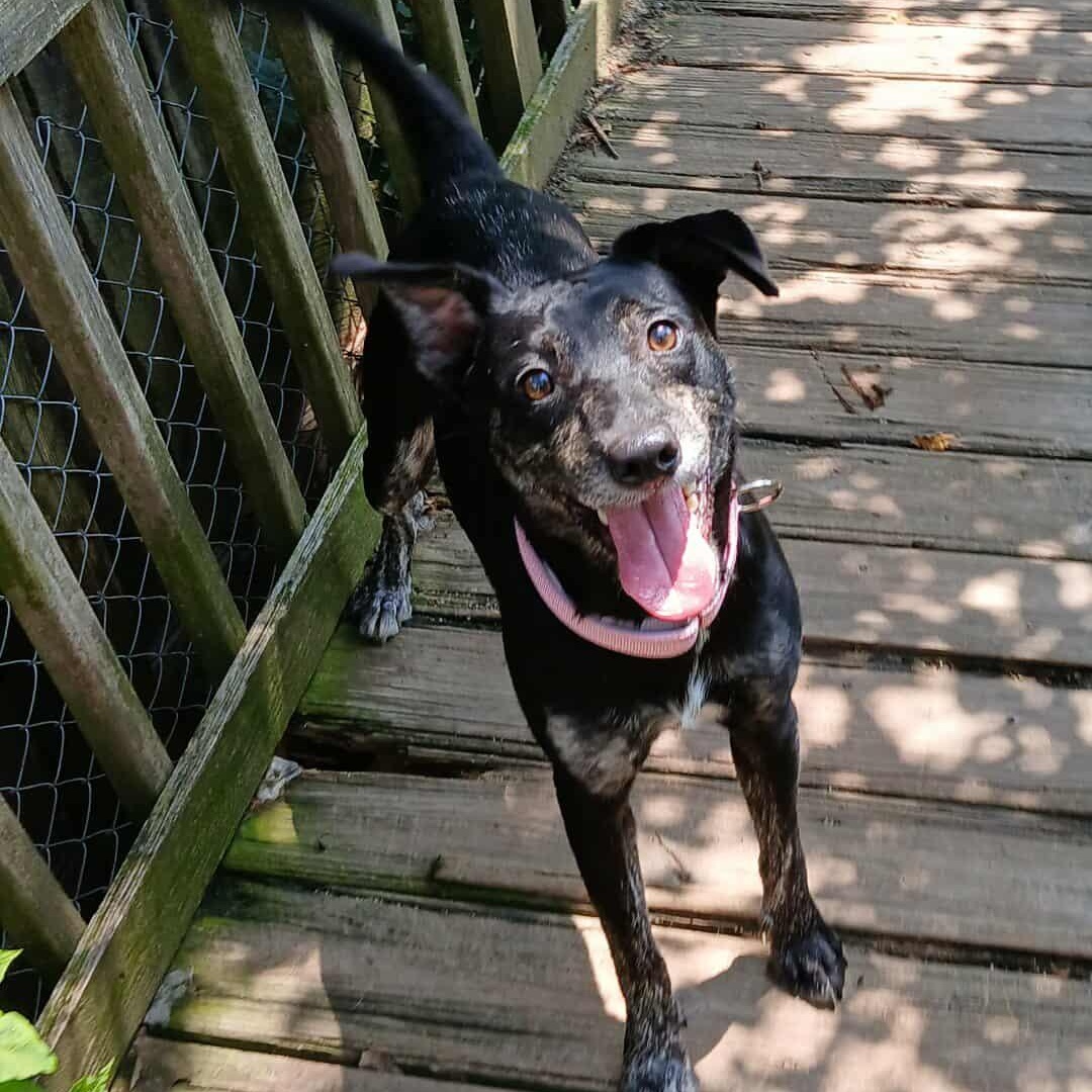 Lola
