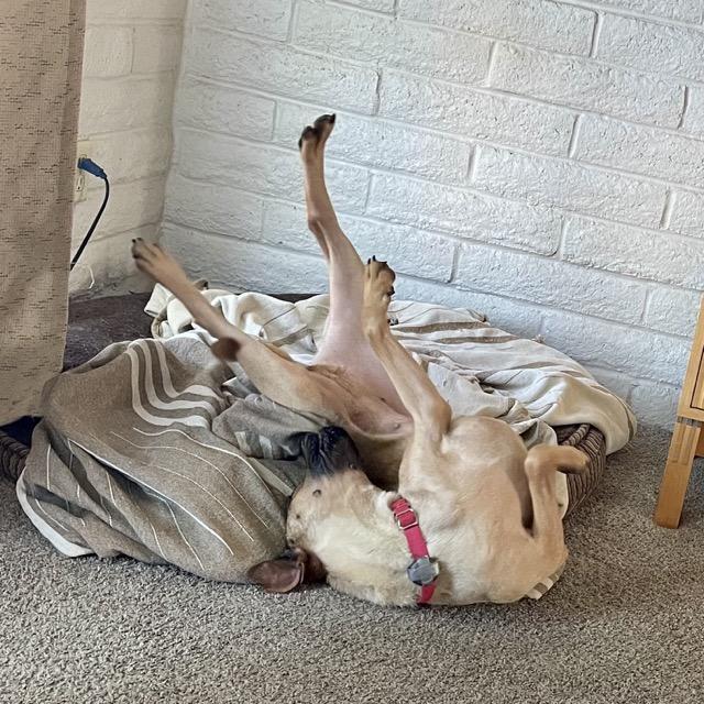 Enlarge Lilly, a Adoptable Black Mouth Cur in Tucson, AZ image 4/6