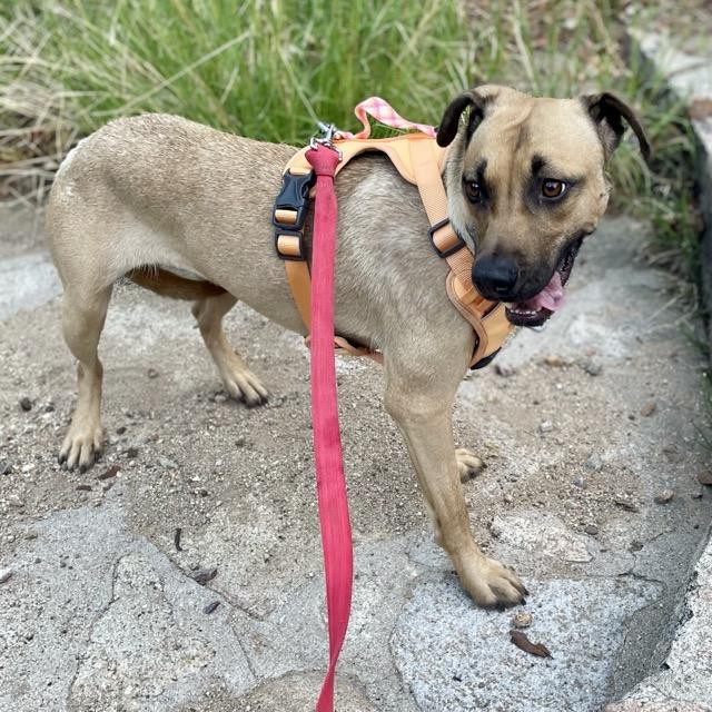 Enlarge Lilly, a Adoptable Black Mouth Cur in Tucson, AZ image 3/6