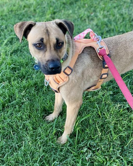 Enlarge Lilly, a Adoptable Black Mouth Cur in Tucson, AZ image 1/6