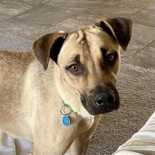 Lilly, Adoptable, Adult Female Black Mouth Cur.