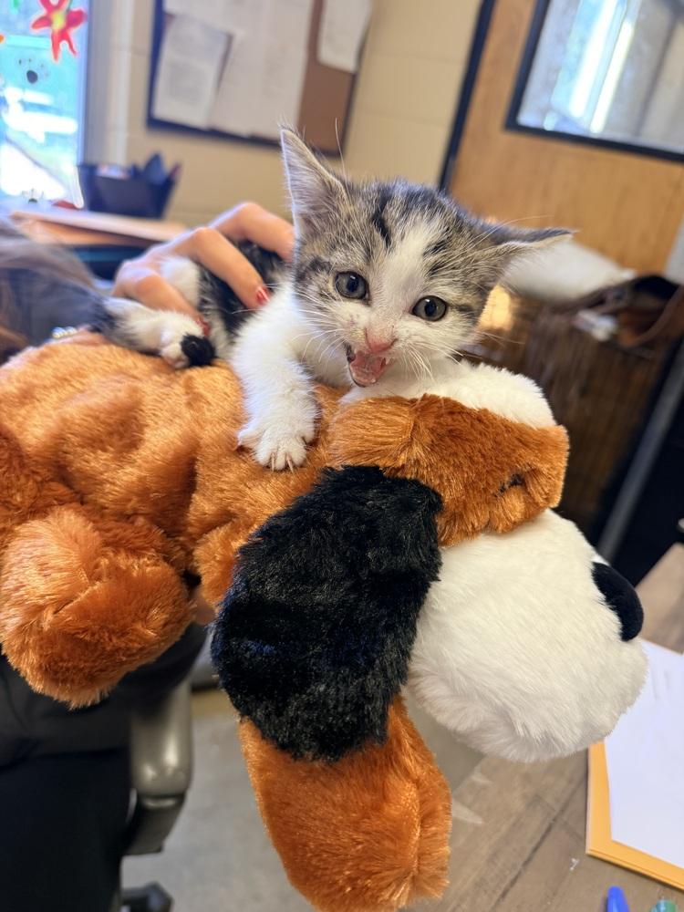 Lainey 23C-0224, Adoptable, Kitten Female Domestic Short Hair.