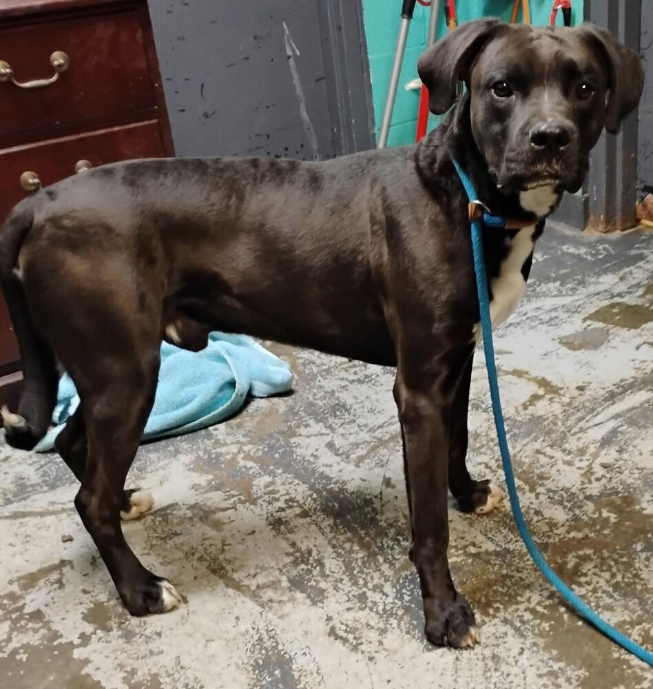 Mark #1, Adoptable, Adult Male Labrador Retriever & Pit Bull Terrier.