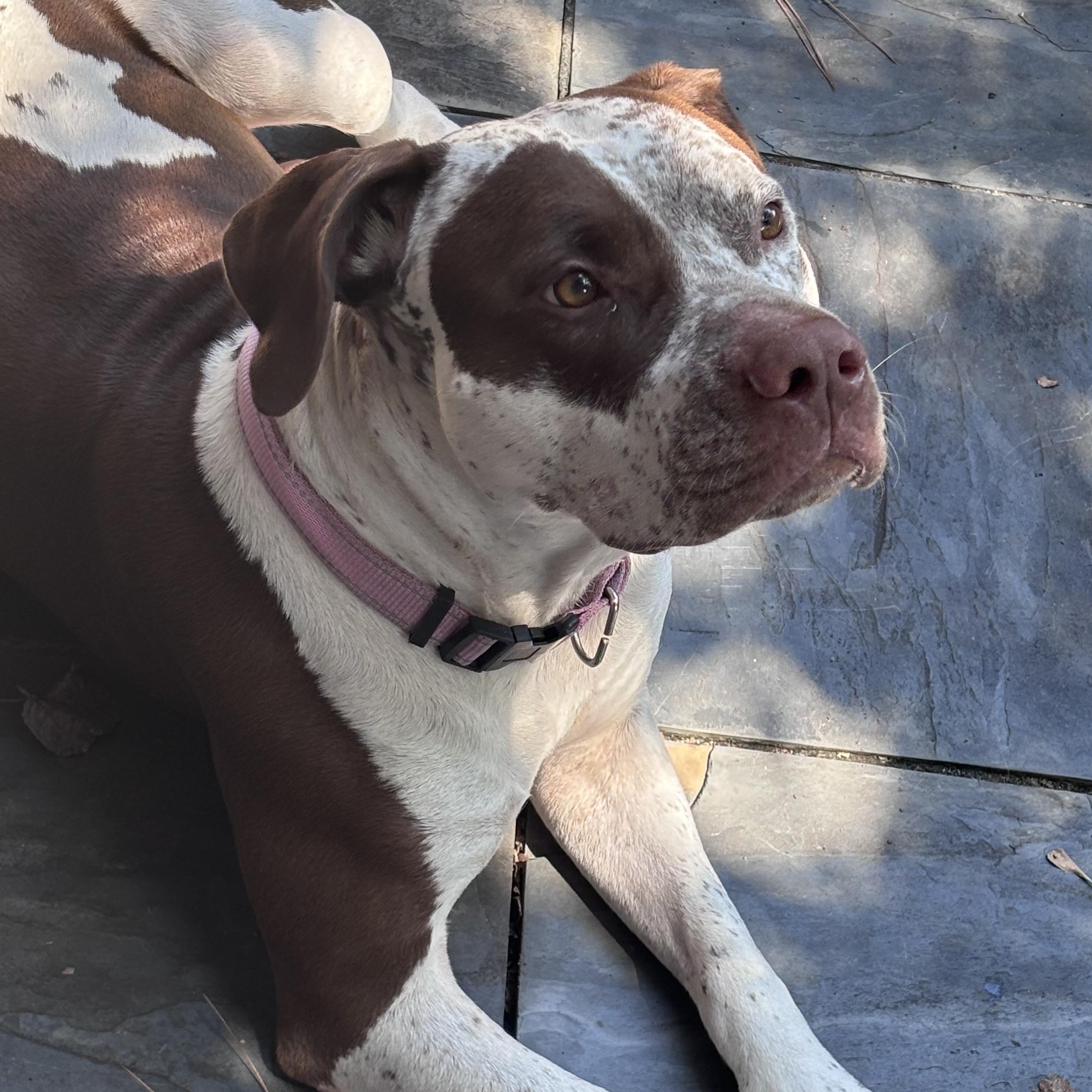Enlarge Dolly, a Adoptable mixed breed in NASHUA, NH image 4/6