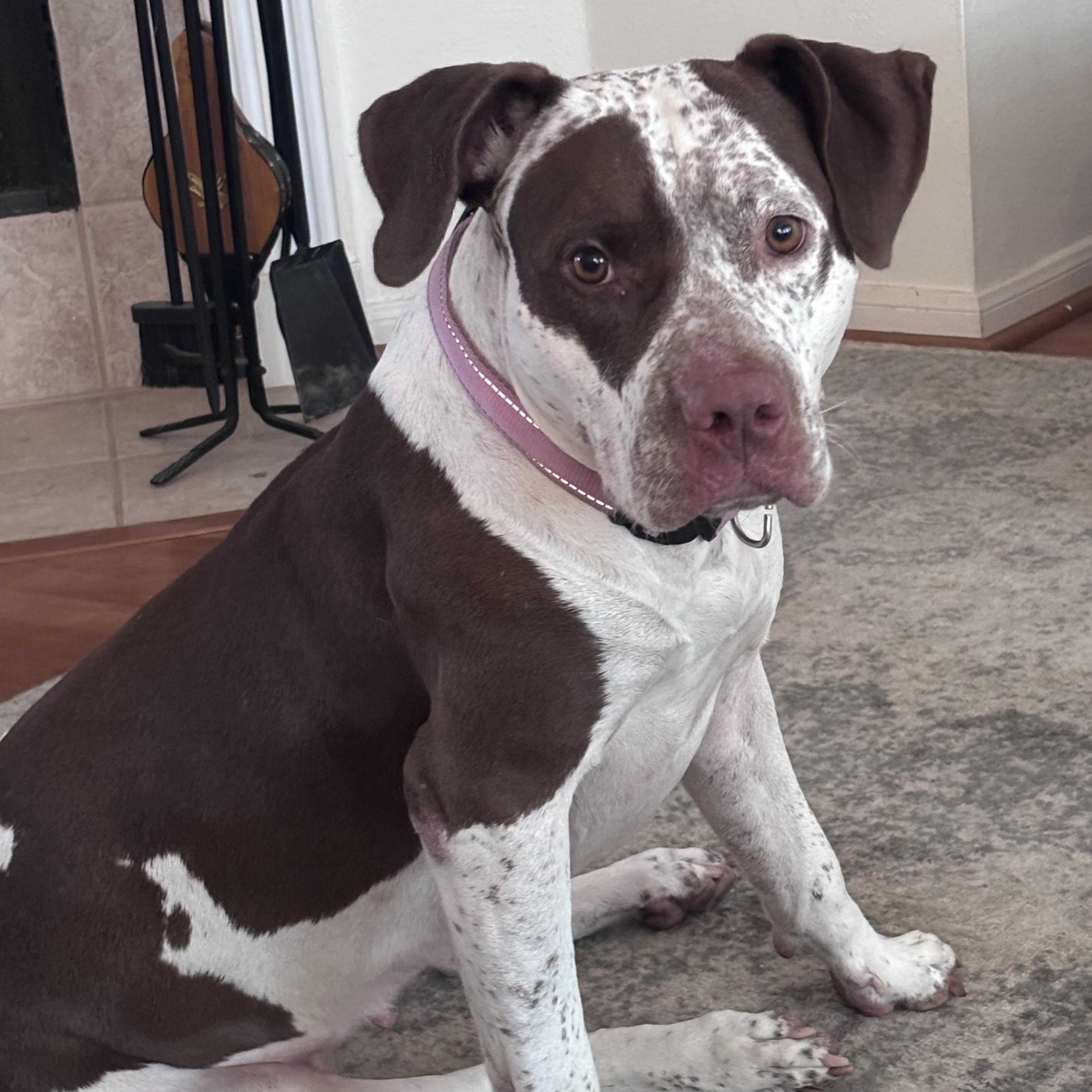 Enlarge Dolly, a Adoptable mixed breed in NASHUA, NH image 1/6