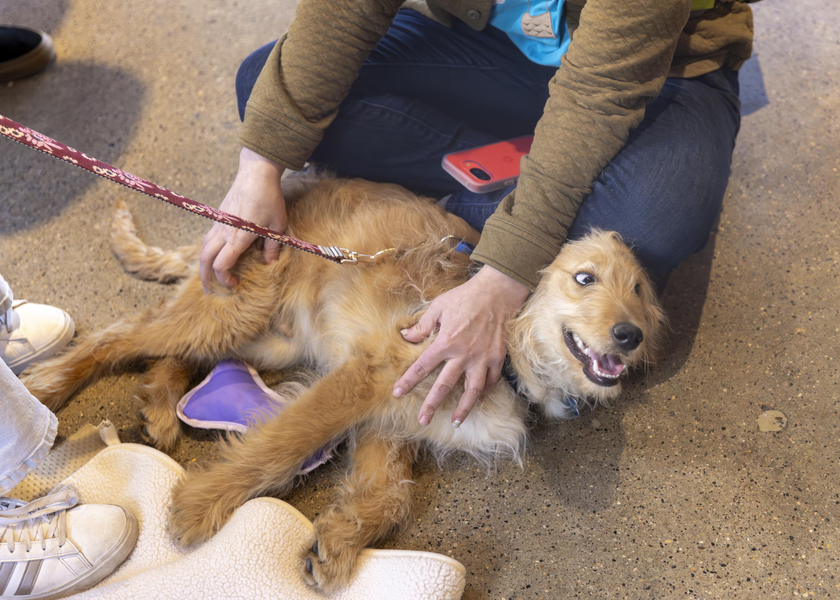 Enlarge Calvin, an adopted mixed breed in Minneapolis, MN image 3/6
