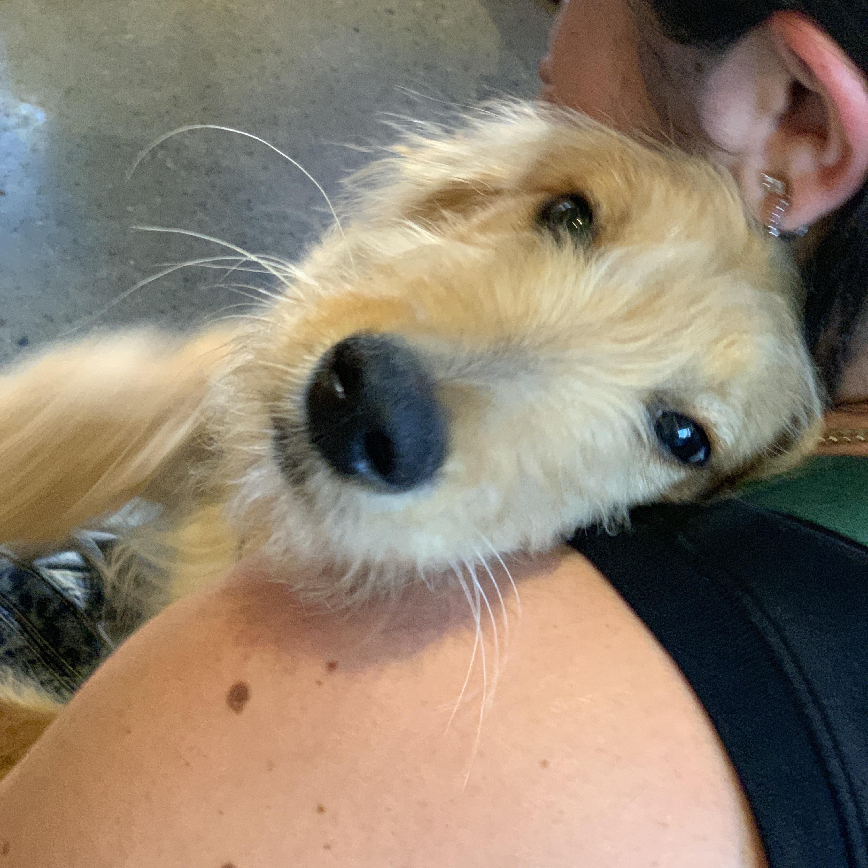 Enlarge Calvin, an adopted mixed breed in Minneapolis, MN image 2/6