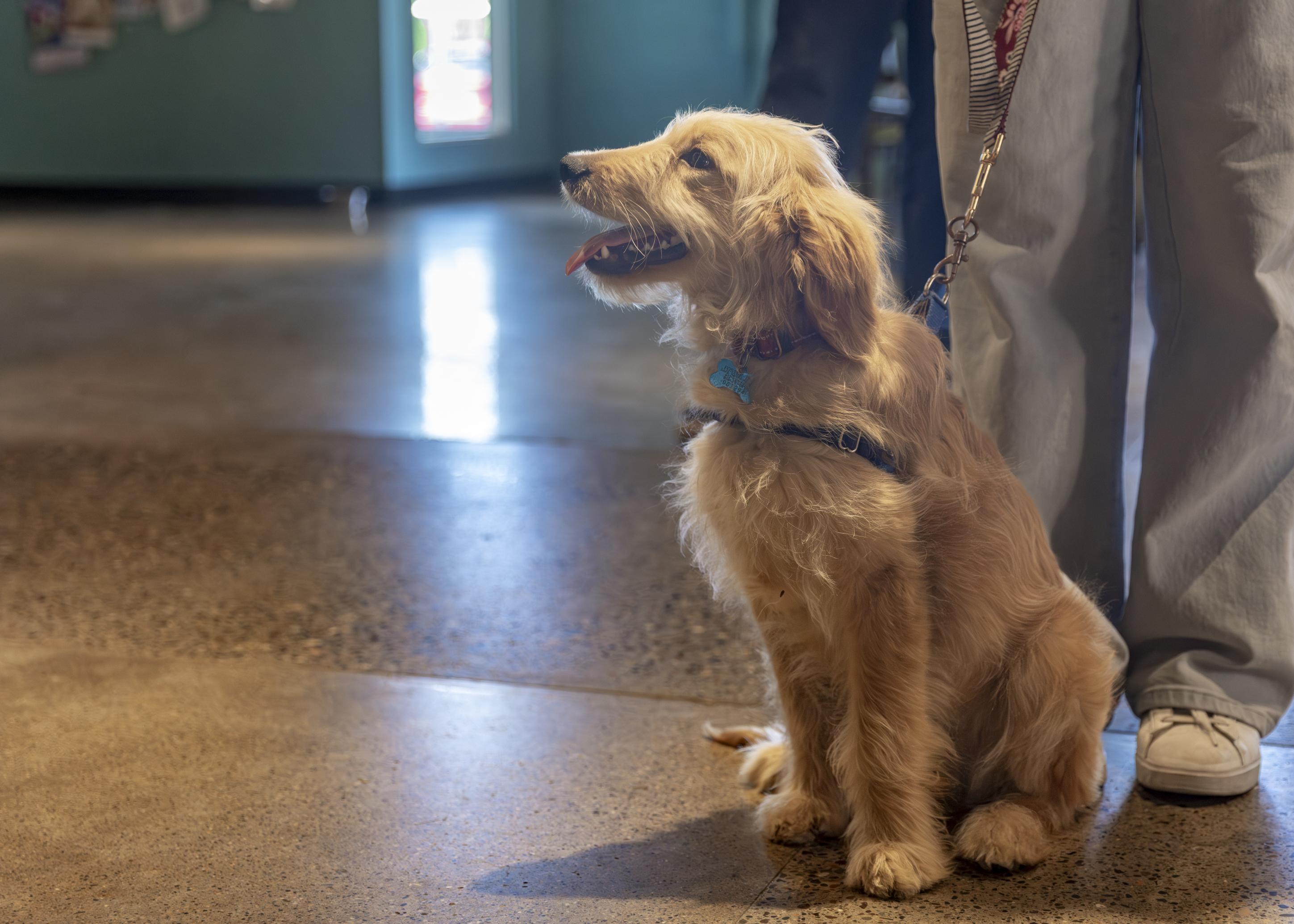 Enlarge Calvin, an adopted mixed breed in Minneapolis, MN image 5/6