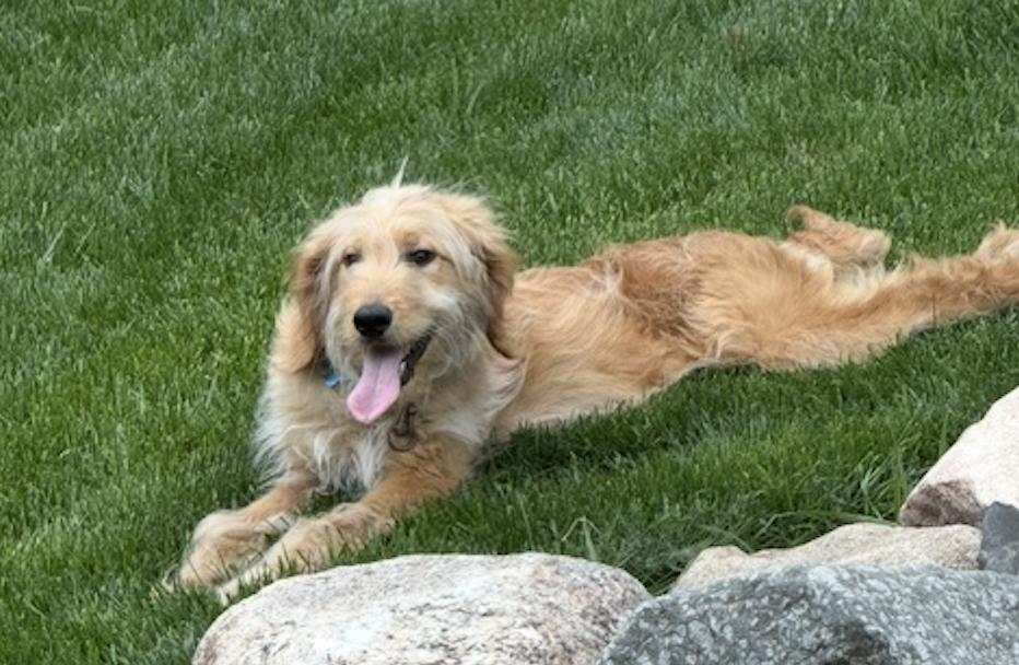 Enlarge Calvin, an adopted mixed breed in Minneapolis, MN image 6/6