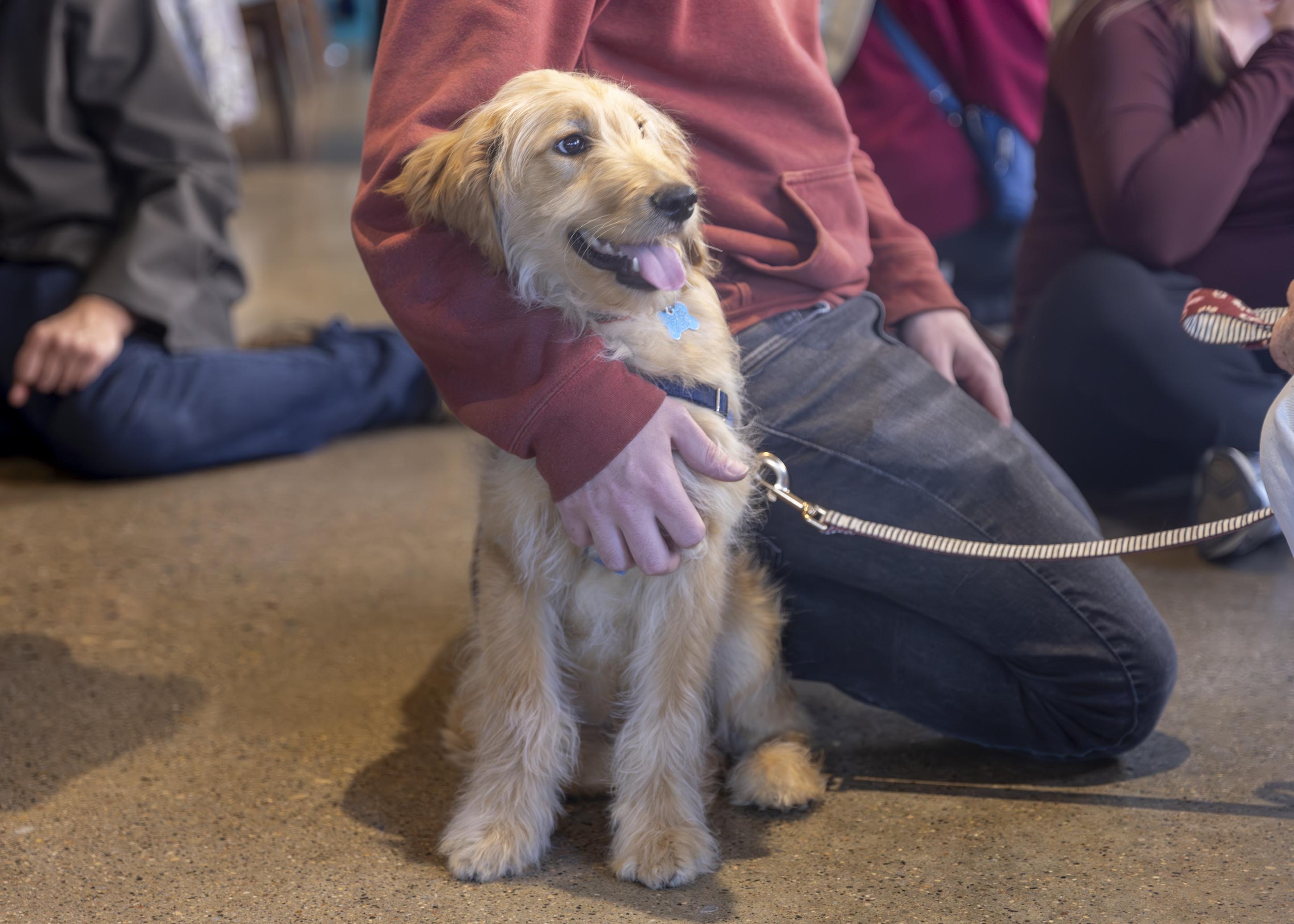 Enlarge Calvin, an adopted mixed breed in Minneapolis, MN image 4/6