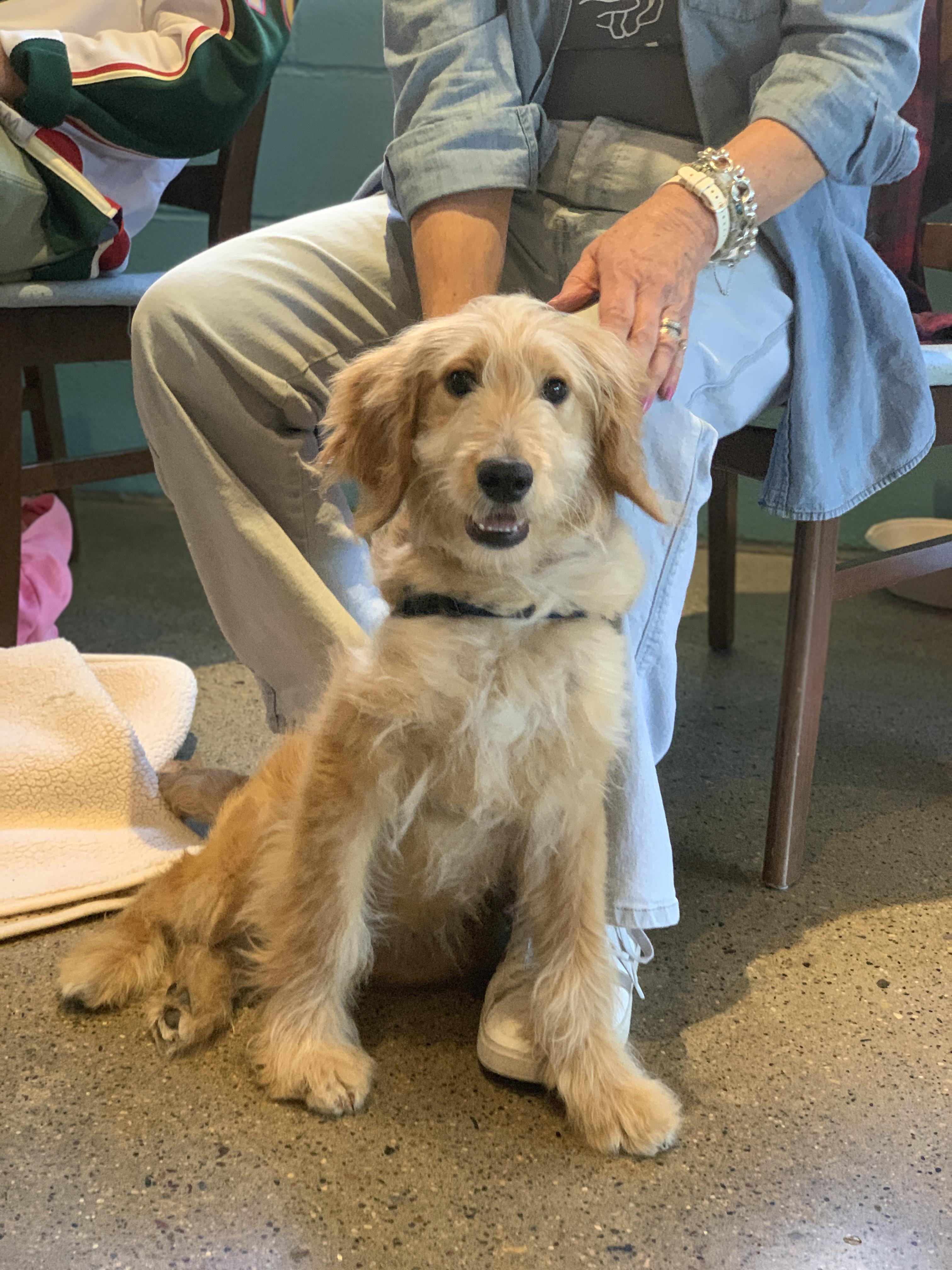 Enlarge Calvin, an adopted mixed breed in Minneapolis, MN image 1/6