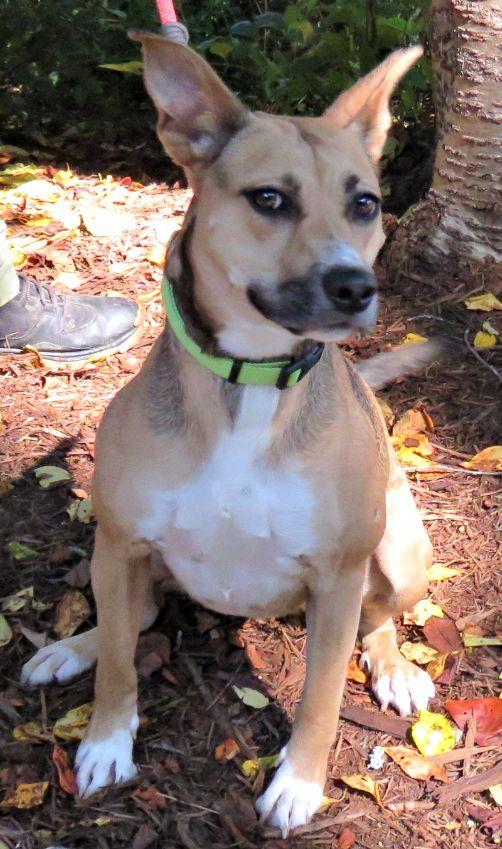 Beanie, a Adoptable mixed breed in Lexington, VA image 3/3