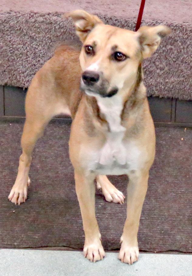 Enlarge Beanie, a Adoptable mixed breed in Lexington, VA image 1/3