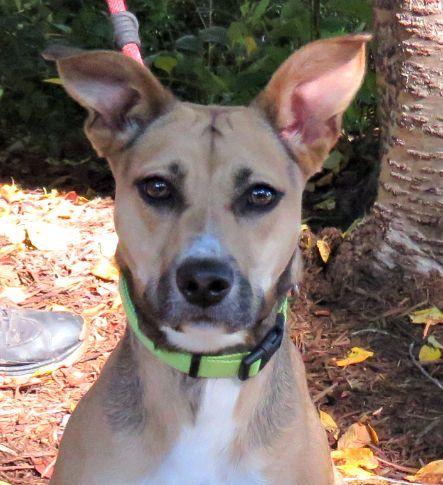 Beanie, Adoptable, Young Female Boxer.