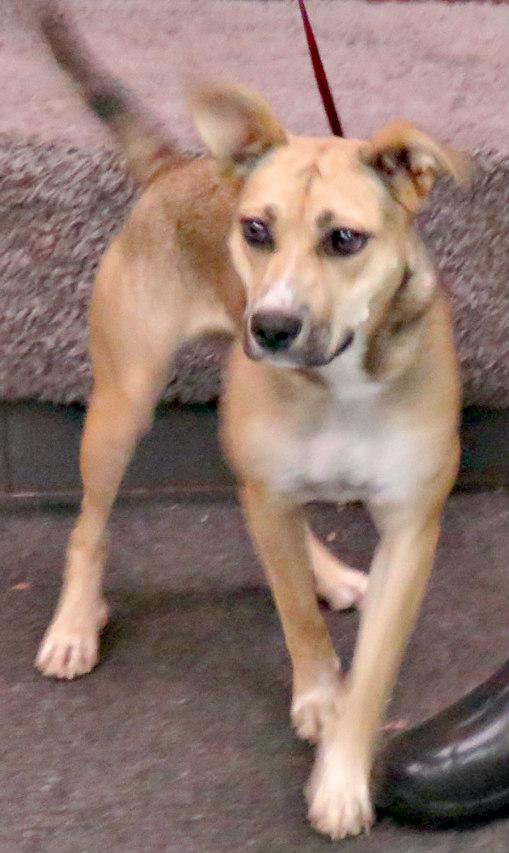 Enlarge Beanie, a Adoptable mixed breed in Lexington, VA image 2/3