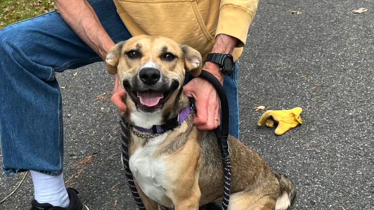 Enlarge Beanie, a Adoptable mixed breed in Lexington, VA video 3/3