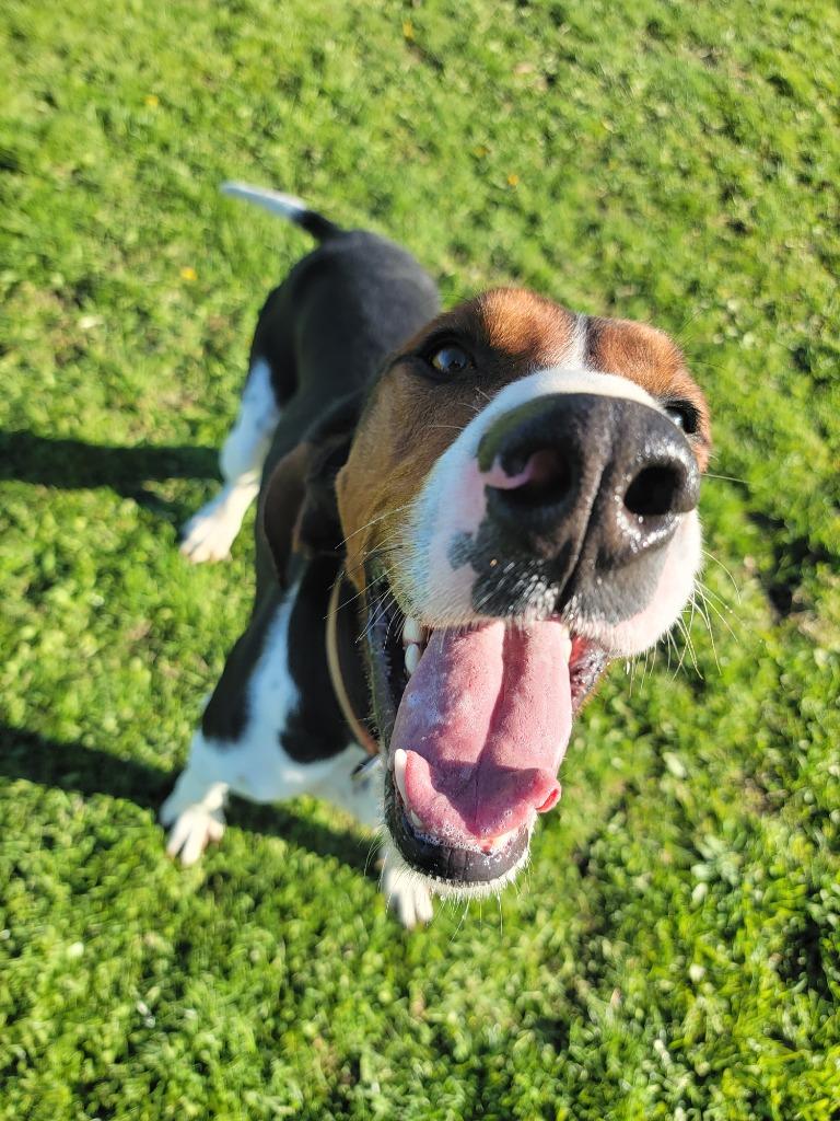 Enlarge Nicholas, a Adoptable Treeing Walker Coonhound in Sprakers, NY image 2/6