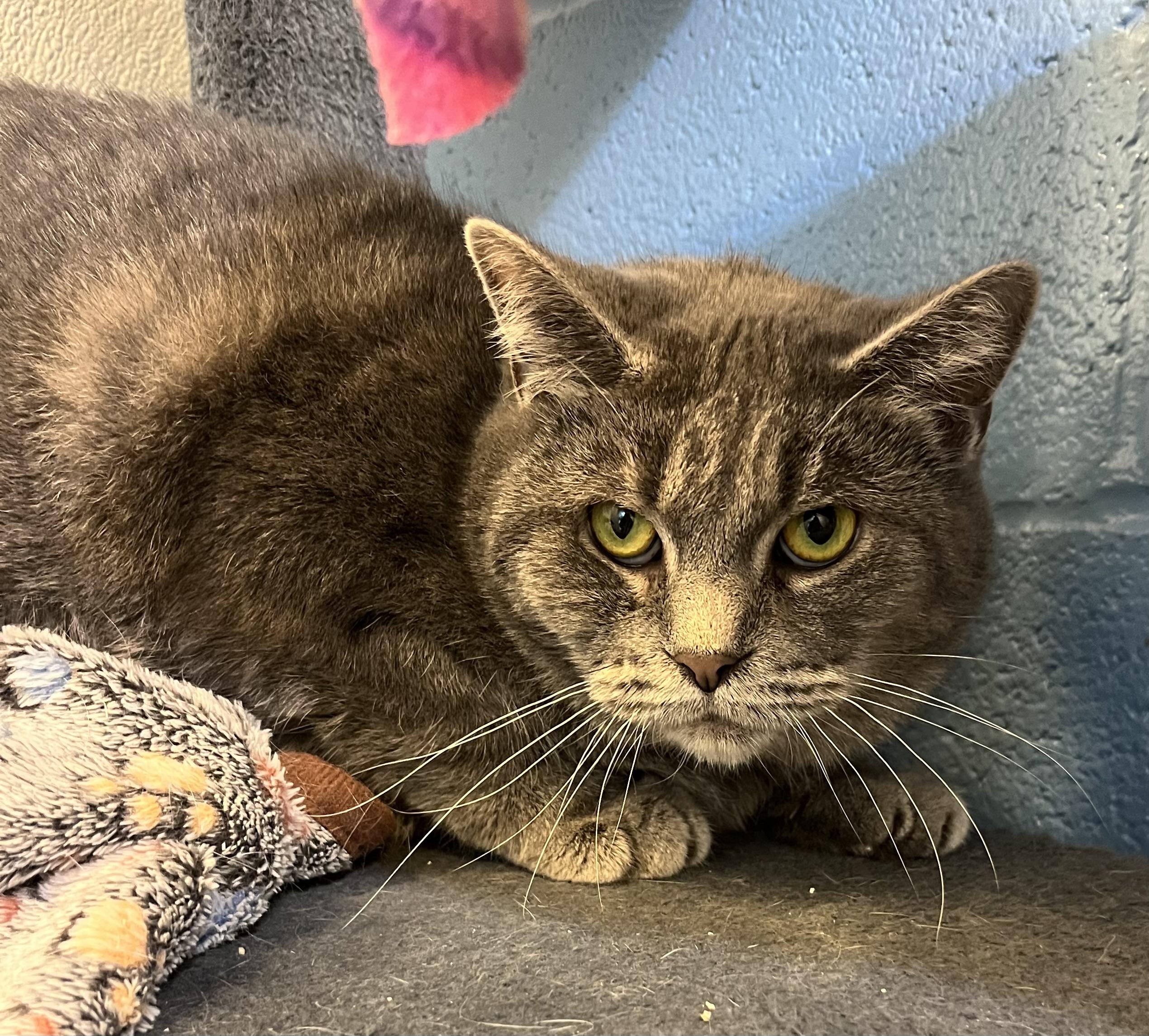 Mean Mama, Adoptable, Adult Female Domestic Short Hair.