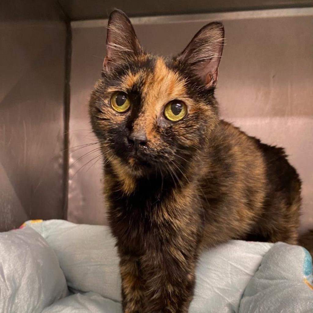 Juno, Adoptable, Senior Female Domestic Short Hair.