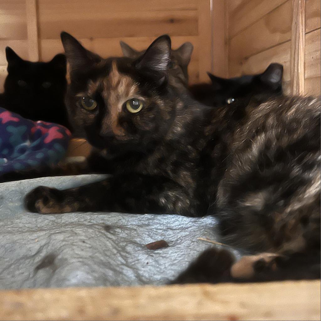 Juno, a Adoptable Domestic Short Hair in Oceanside, NY image 3/4