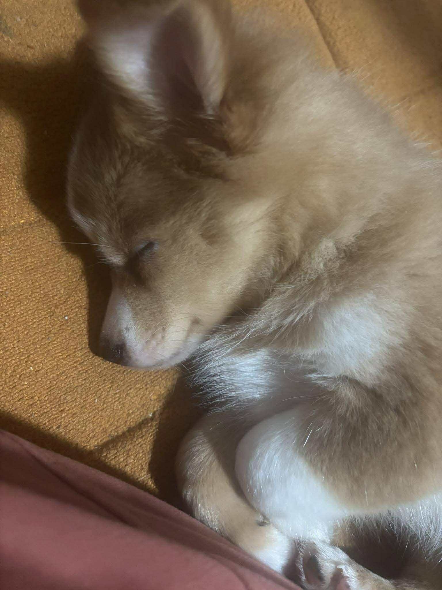 Darci, Adopted, Young Female Pomeranian.