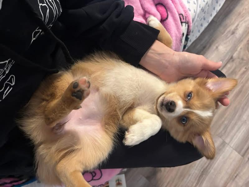 Enlarge Darci, a Adopted Pomeranian in Bloomfield Hills, MI image 2/3