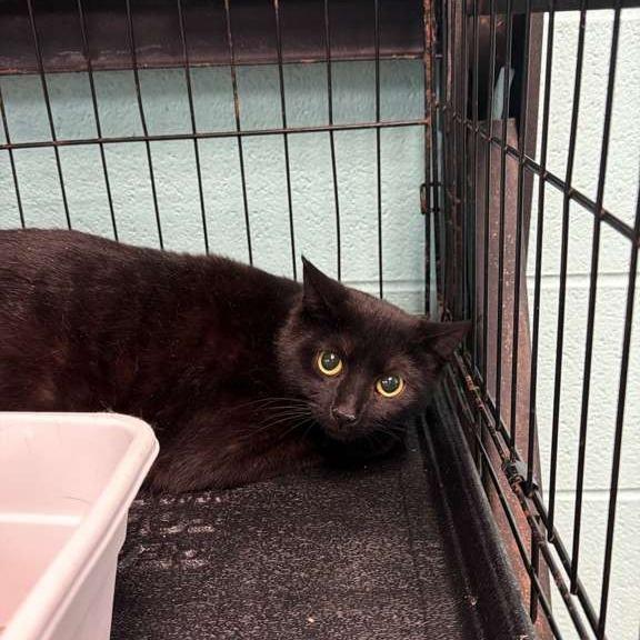 Meowtini, Adoptable, Adult Female Domestic Short Hair.