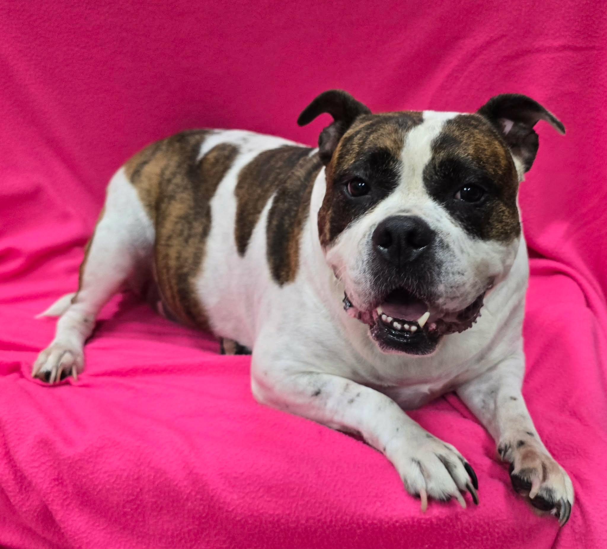 Maude, an adoptable mixed breed in Frankfort, IN image 3/4