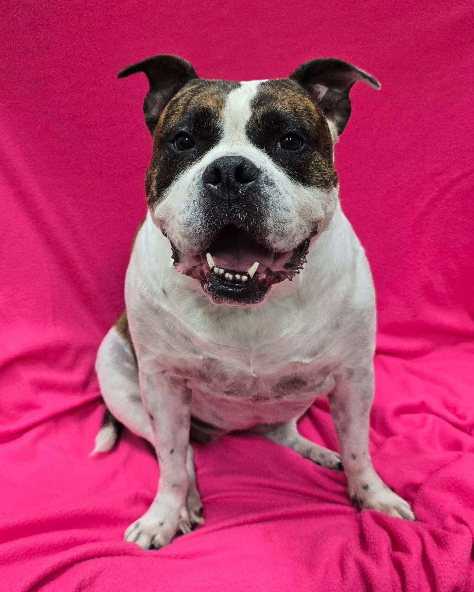 Maude, an adoptable mixed breed in Frankfort, IN image 1/4