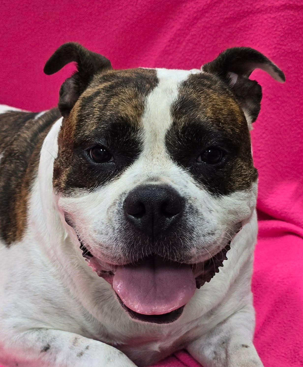 Maude, an adoptable mixed breed in Frankfort, IN image 2/4