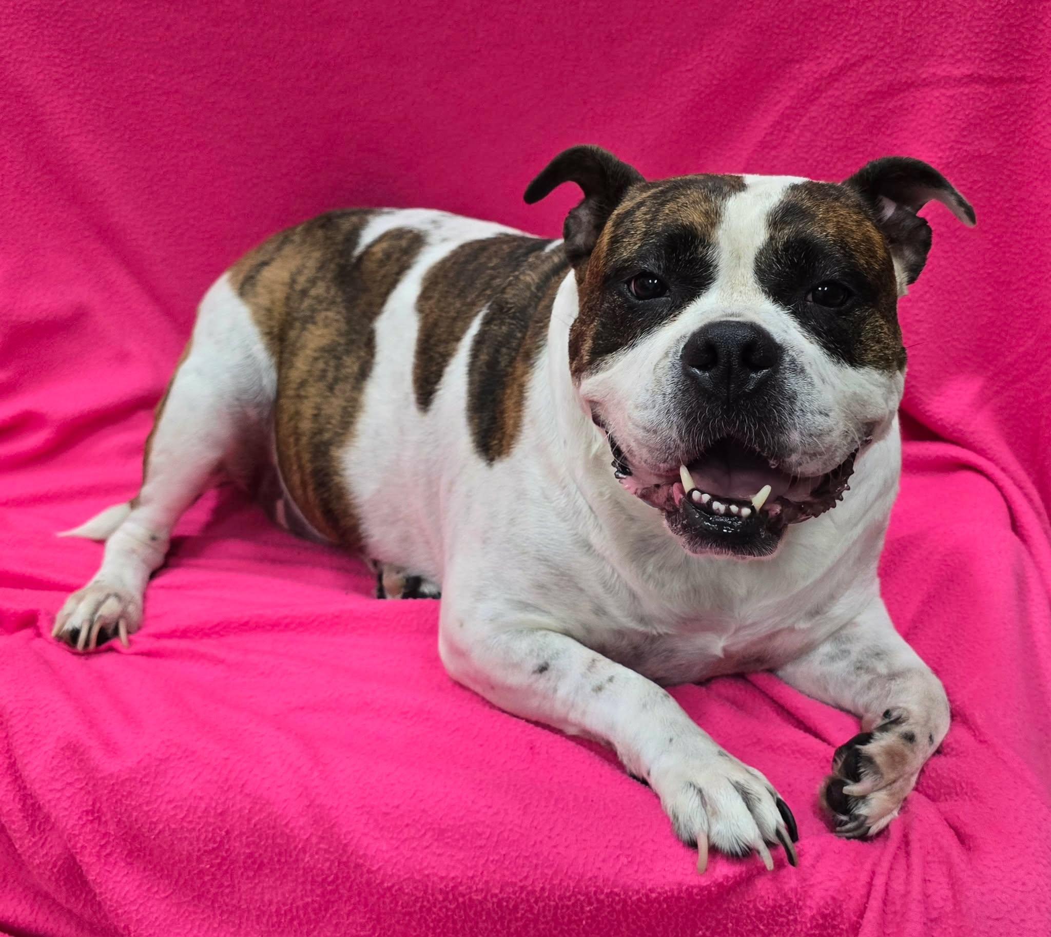 Maude, an adoptable mixed breed in Frankfort, IN image 4/4