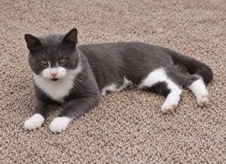MOOSE, Adoptable, Young Male Tuxedo.