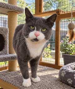 Enlarge MOOSE, a Adoptable Tuxedo in Franklin, TN image 2/3