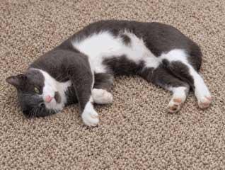 Enlarge MOOSE, a Adoptable Tuxedo in Franklin, TN image 3/3