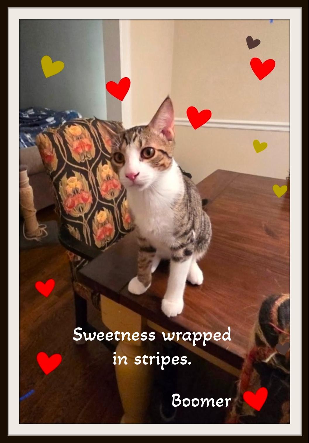 Enlarge Boomer - Big brother energy with a heart of gold., a ADOPTABLE Domestic Short Hair in Winston Salem, NC image 3/3