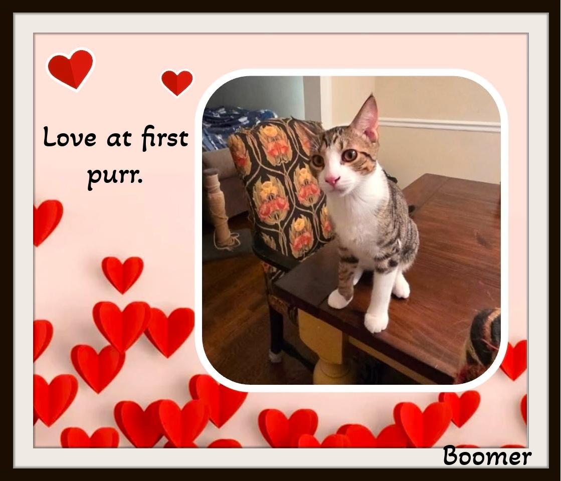 Boomer - Big brother energy with a heart of gold., ADOPTABLE, Kitten Male Domestic Short Hair.