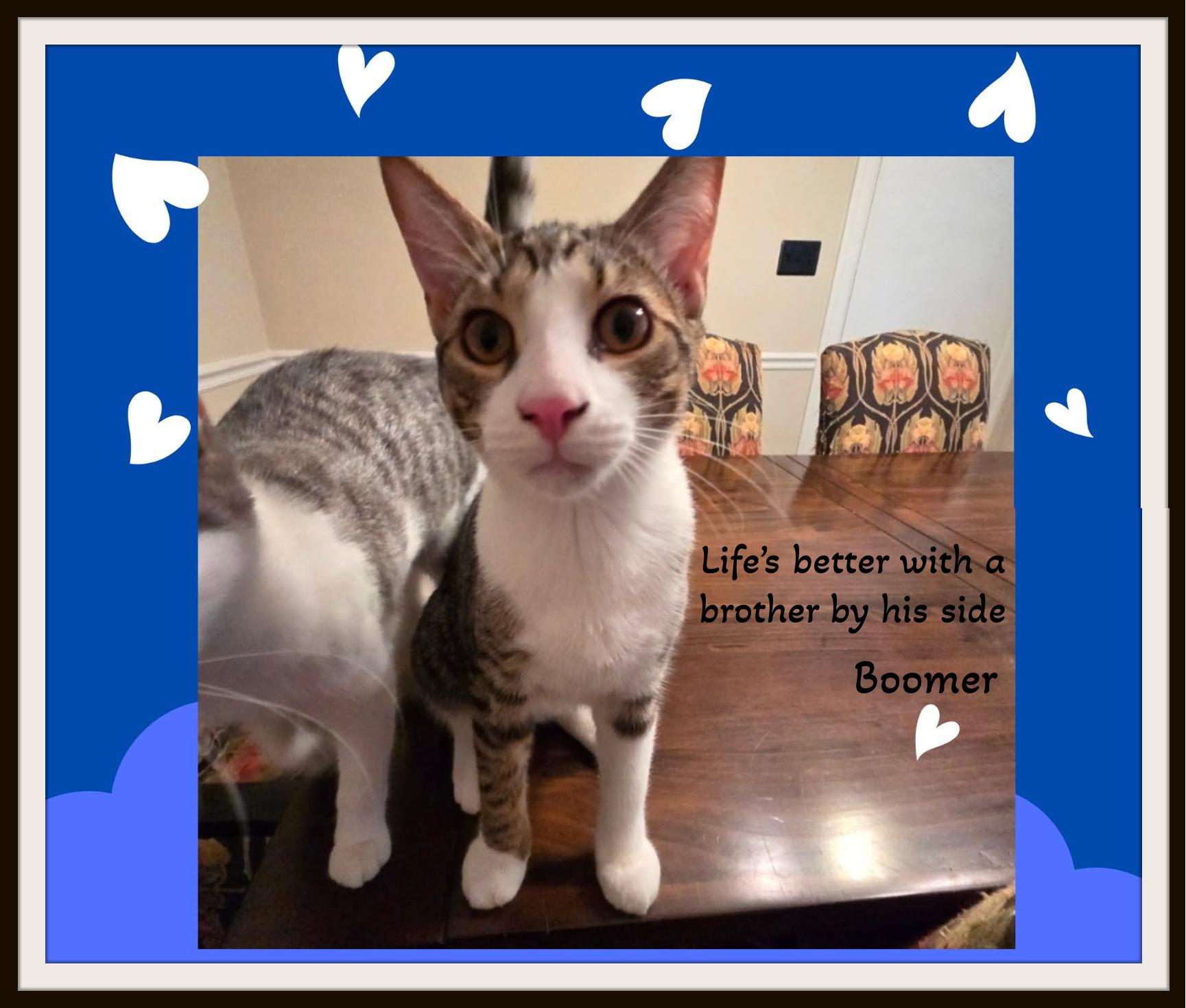 Enlarge Boomer - Big brother energy with a heart of gold., a ADOPTABLE Domestic Short Hair in Winston Salem, NC image 2/3