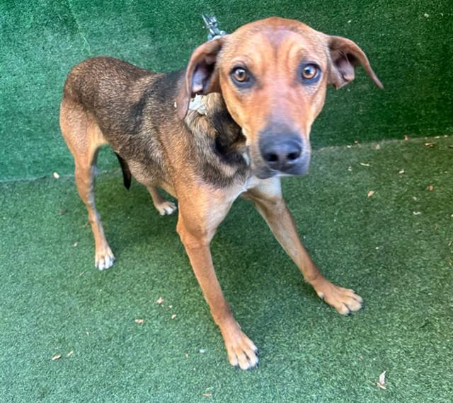 LATTE, Adoptable, Young Female Doberman Pinscher.