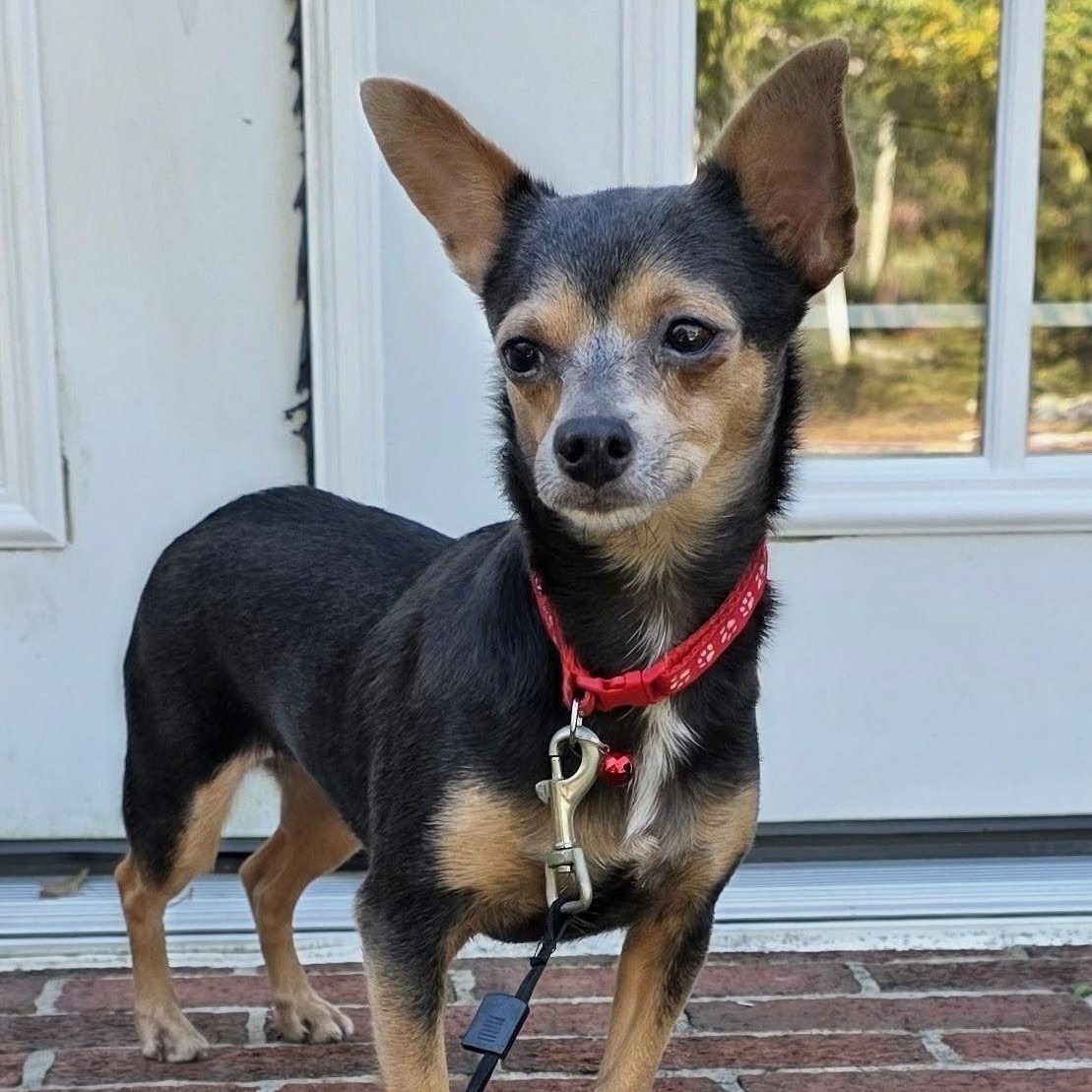 Enlarge Karina, a Adoptable mixed breed in Baltimore, MD image 3/6