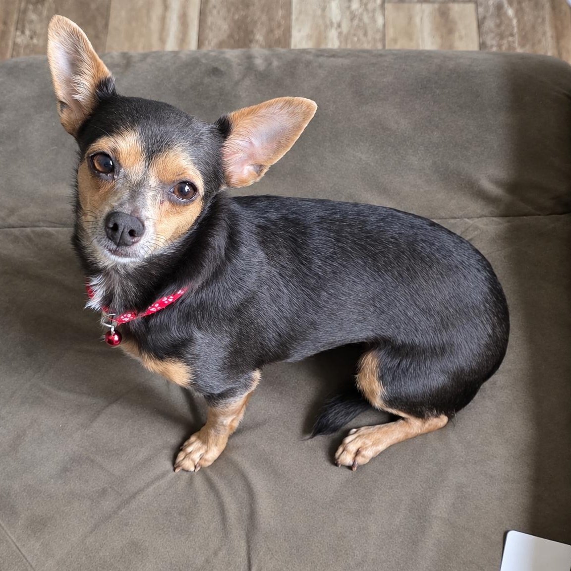 Enlarge Karina, a Adoptable mixed breed in Baltimore, MD image 1/6