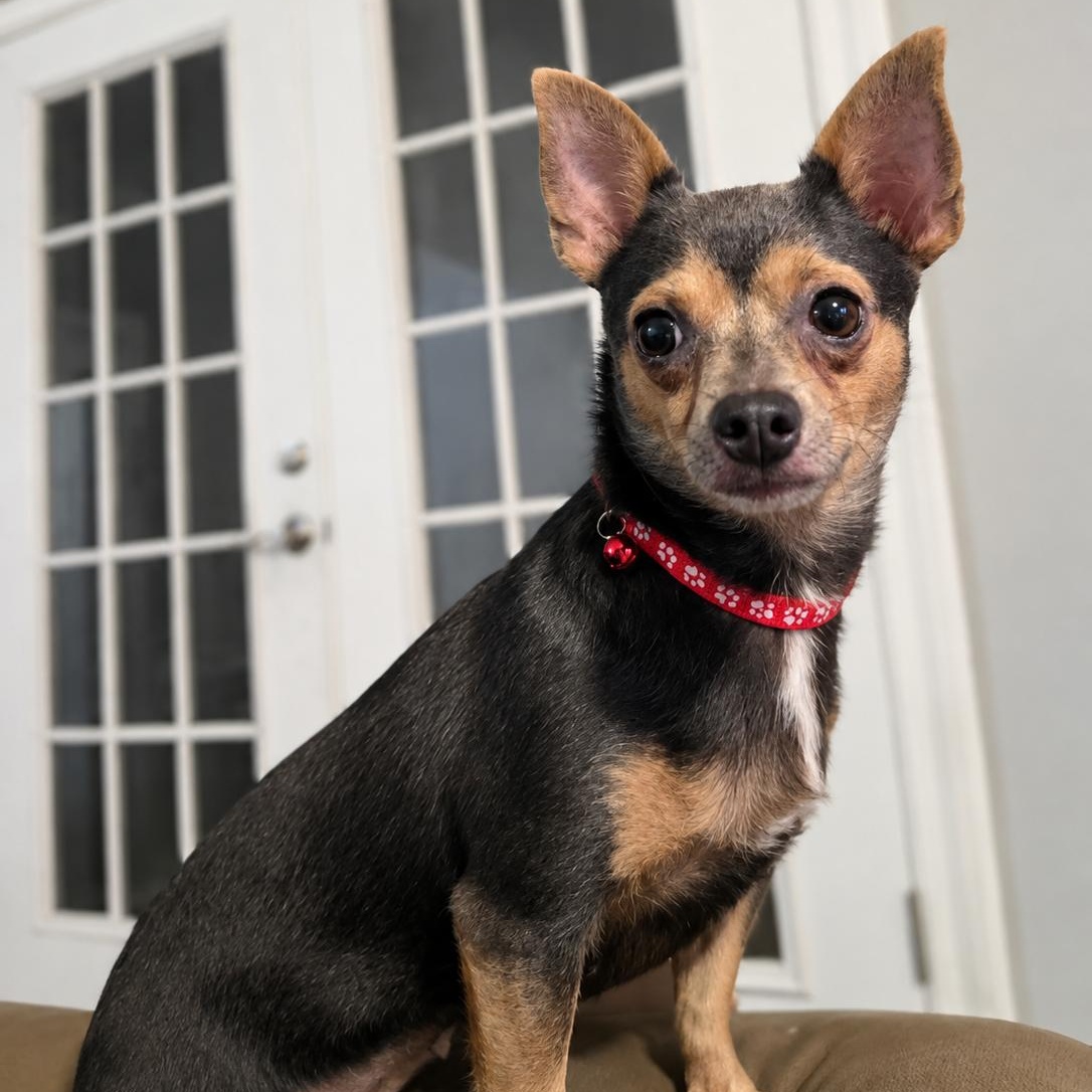 Enlarge Karina, a Adoptable mixed breed in Baltimore, MD image 5/6