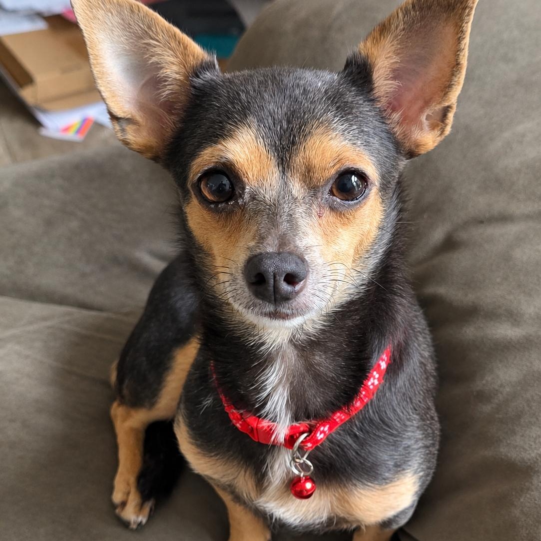 Enlarge Karina, a Adoptable mixed breed in Baltimore, MD image 2/6