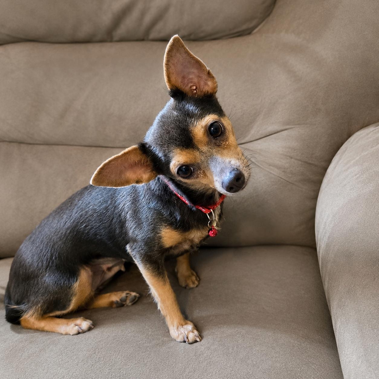 Enlarge Karina, a Adoptable mixed breed in Baltimore, MD image 4/6