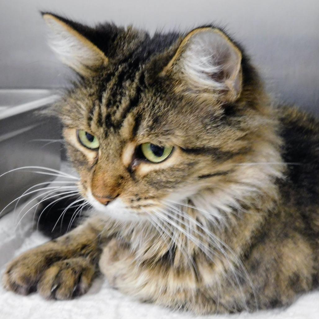 Primrose, Adoptable, Adult Female Domestic Medium Hair.