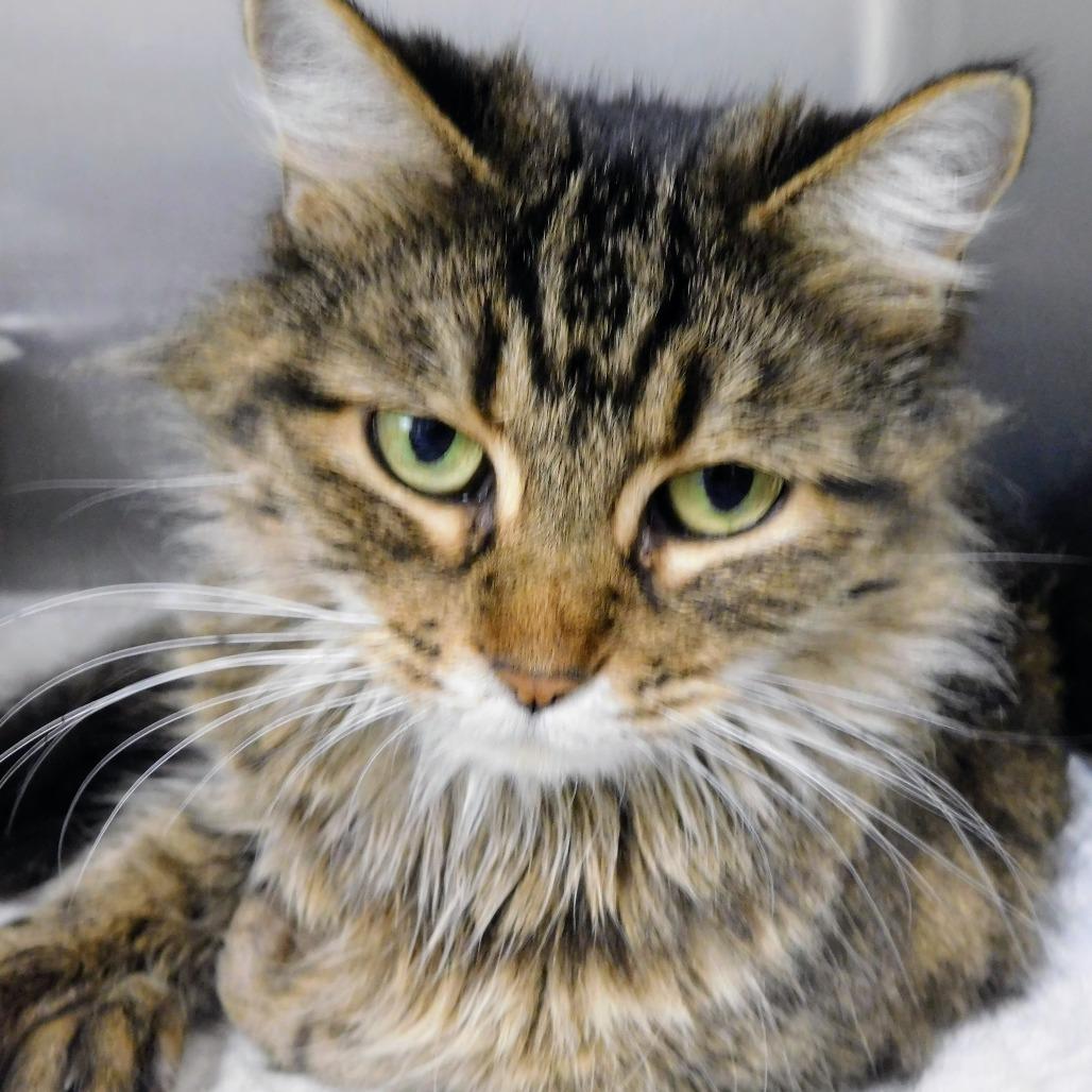 Primrose, a Adoptable Domestic Medium Hair in St. Peters, MO image 3/3