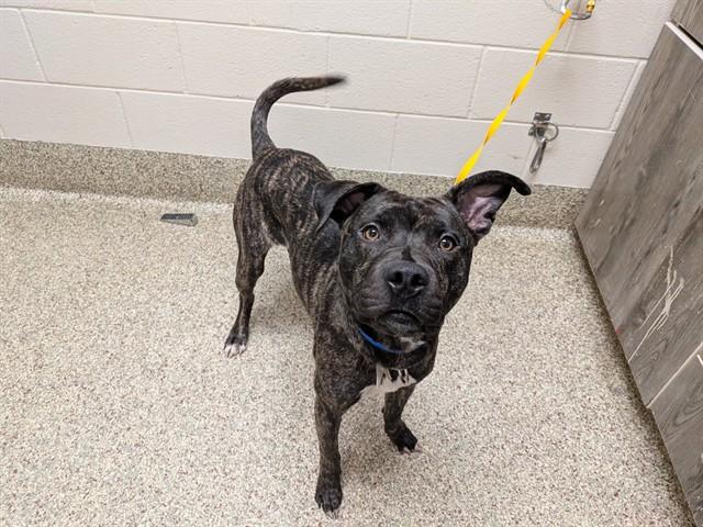 OZZY PAWSBORN, Adoptable, Young Male Pit Bull Terrier & Mixed Breed.