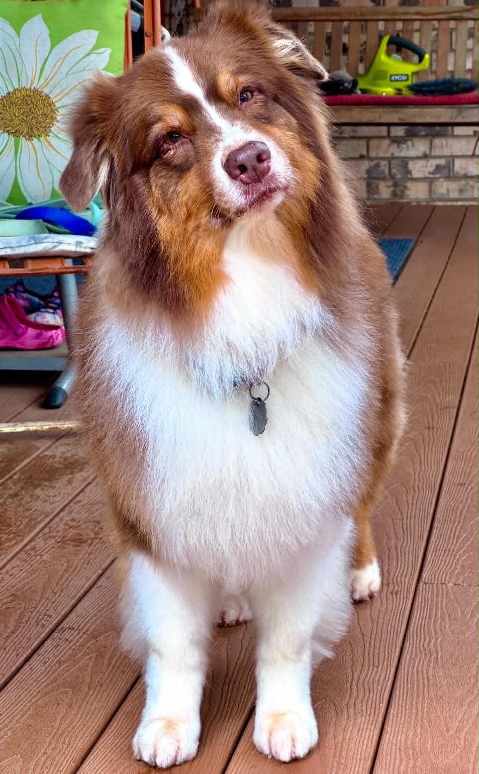 Enlarge ARPH #14687 - Shirley, a Adoptable Australian Shepherd in North Richland Hills, TX image 2/6