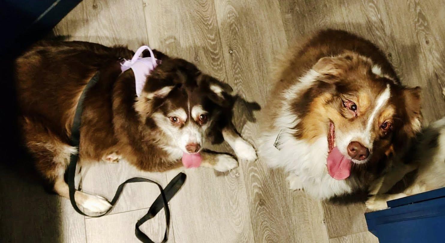 Enlarge ARPH #14687 - Shirley, a Adoptable Australian Shepherd in North Richland Hills, TX image 3/6