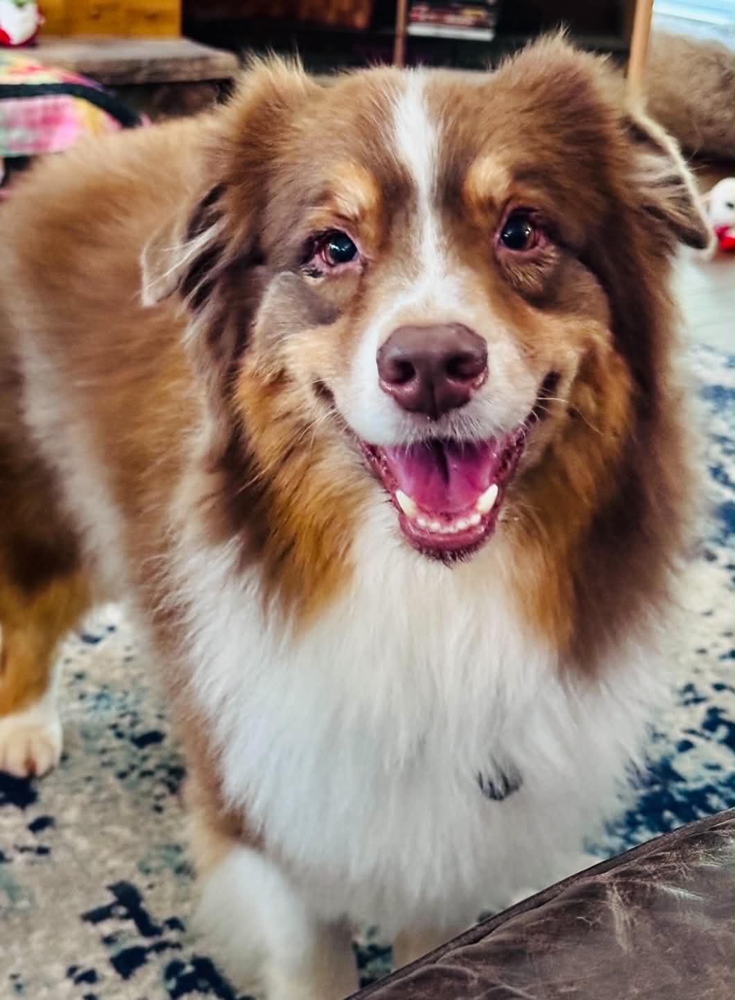 Enlarge ARPH #14687 - Shirley, a Adoptable Australian Shepherd in North Richland Hills, TX image 4/6