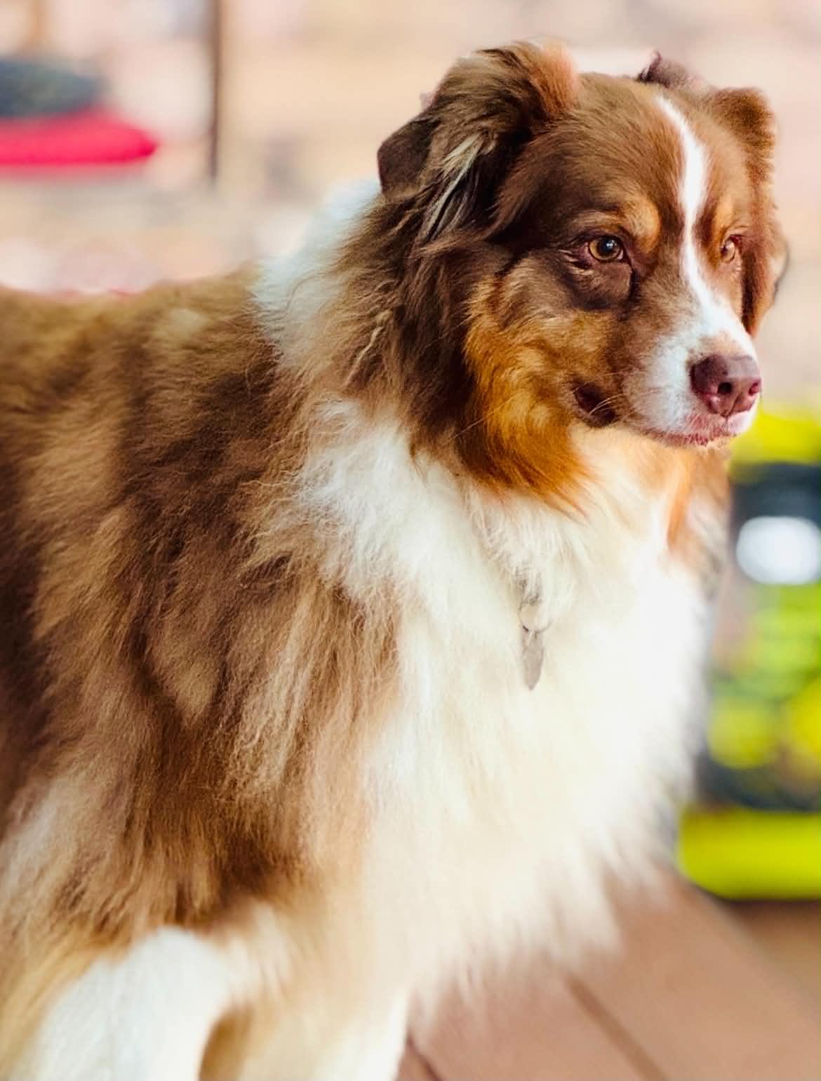Enlarge ARPH #14687 - Shirley, a Adoptable Australian Shepherd in North Richland Hills, TX image 5/6